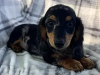 Duke, a male Dachshund for sale in Ligonier, IN – 3 of 4