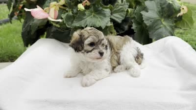 Bianca, a female Havapoo for sale in Ligonier, IN – 5 of 5