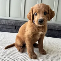 Copper, a male Irish Doodle for sale in Ligonier, IN – 2 of 5