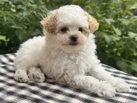 Gage, a male Poodle - Miniature  for sale in Ligonier, IN – 1 of 5