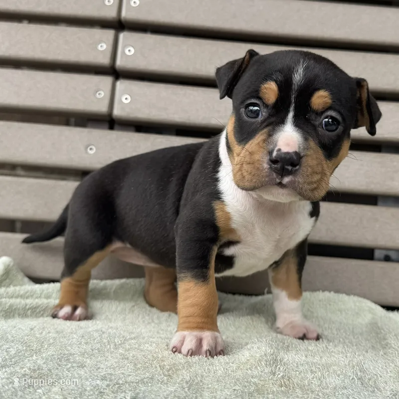 Gemma – American Bully puppy for sale in Ligonier, IN