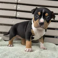 Gemma, a female American Bully for sale in Ligonier, IN – 1 of 4