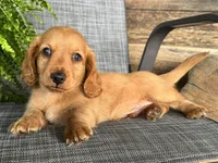 Silas, a male Dachshund for sale in Ligonier, IN – 3 of 5