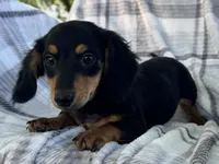 Dirk, a male Dachshund for sale in Ligonier, IN – 2 of 4