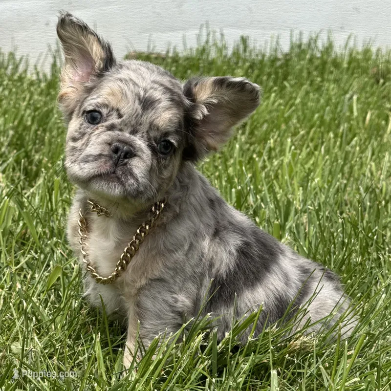 Faron – French Bulldog puppy for sale in Ligonier, IN