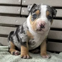 Griffon, a male American Bully for sale in Ligonier, IN – 2 of 4