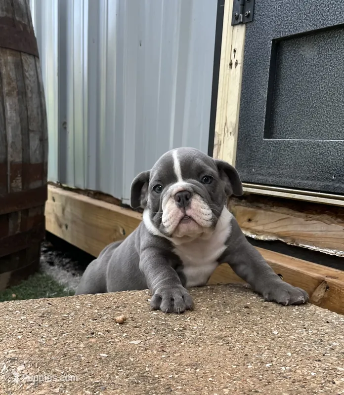 Tatum  – English Bulldog, Olde English Bulldogge puppy for sale in Ligonier, IN