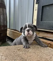 Tatum , a female English Bulldog and Olde English Bulldogge for sale in Ligonier, IN – 1 of 3