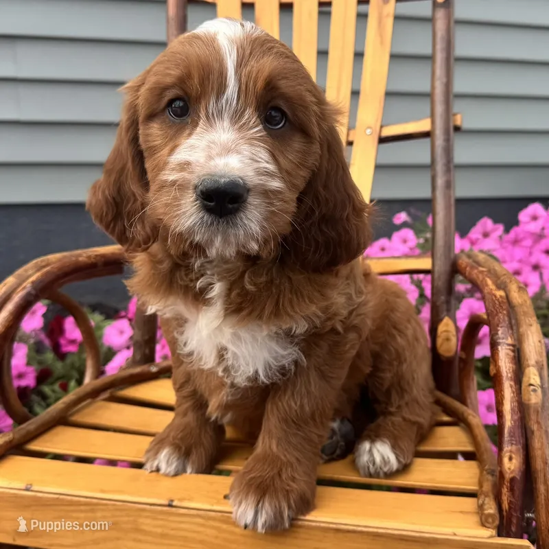 Rusty – Irish Doodle puppy for sale in Ligonier, IN