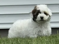 Janie, a female Havapoo for sale in Ligonier, IN – 5 of 6