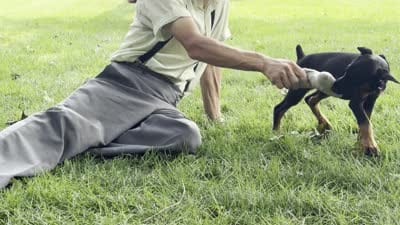 Amika, a male Doberman Pinscher for sale in Ligonier, IN – 5 of 5