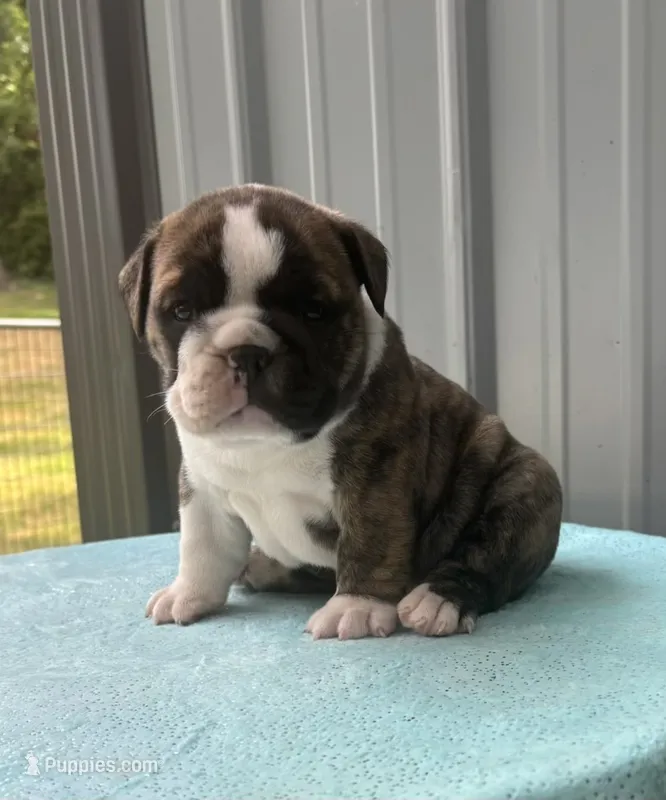 Nora – English Bulldog, Olde English Bulldogge puppy for sale in Ligonier, IN