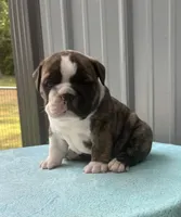 Nora, a female English Bulldog and Olde English Bulldogge for sale in Ligonier, IN – 1 of 7