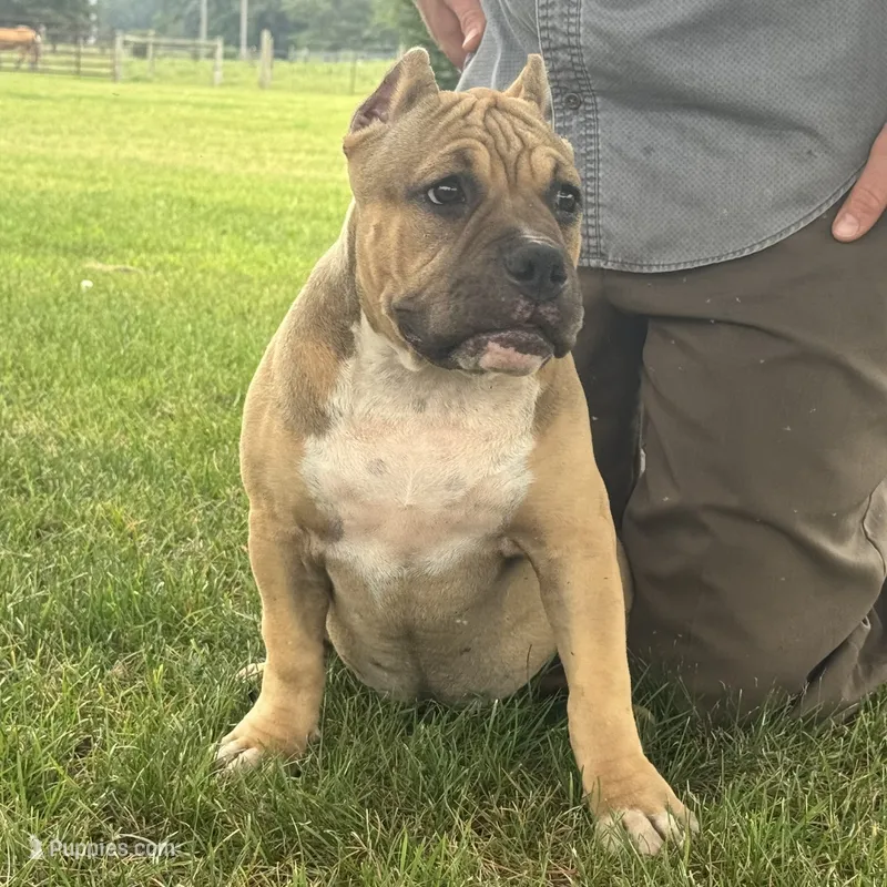 Flora – American Bully puppy for sale in Ligonier, IN