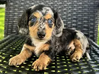 Dominic , a male Dachshund for sale in Ligonier, IN – 2 of 6