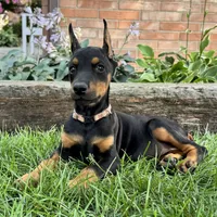 Arabelle , a female Doberman Pinscher for sale in Ligonier, IN – 3 of 6