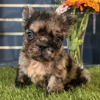 Harper, a female French Bulldog for sale in Ligonier, IN – 3 of 5