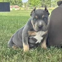 Hurley, a male American Bully for sale in Ligonier, IN – 2 of 6