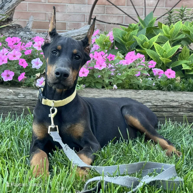 Zinnia – Doberman Pinscher puppy for sale in Ligonier, IN