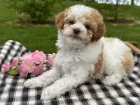 Harmony , a female Poodle - Toy  for sale in Ligonier, IN – 1 of 5