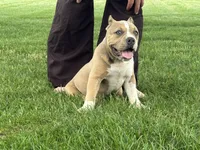 Faye, a female American Bully for sale in Ligonier, IN – 3 of 10
