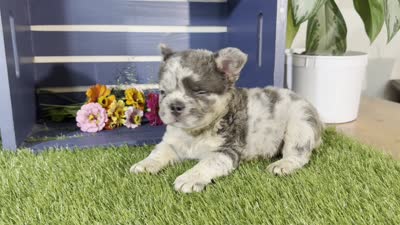 Gabriel, a male French Bulldog for sale in Ligonier, IN – 5 of 5