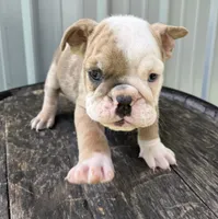 Tank, a male English Bulldog for sale in Ligonier, IN – 1 of 2