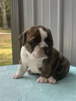 Nora, a female English Bulldog and Olde English Bulldogge for sale in Ligonier, IN – 7 of 7