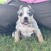 Havoc, a male American Bully for sale in Ligonier, IN – 3 of 9