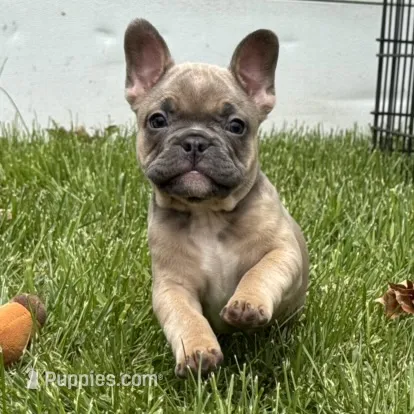 Fancy – French Bulldog puppy for sale in Ligonier, IN