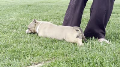 Faye, a female American Bully for sale in Ligonier, IN – 10 of 10