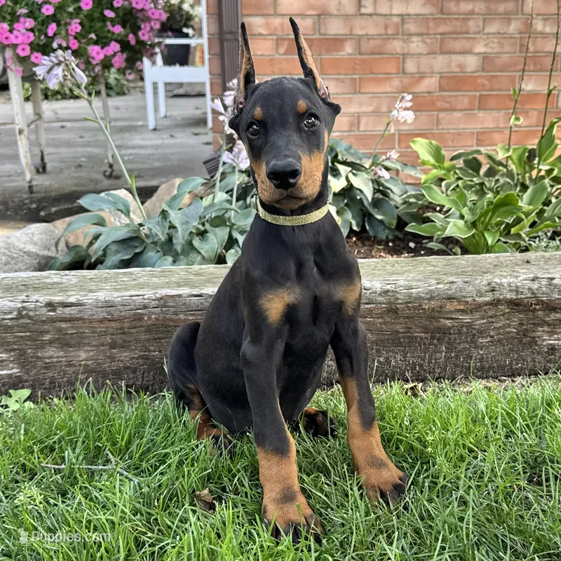 Ankor  – Doberman Pinscher puppy for sale in Ligonier, IN