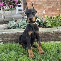 Ankor , a male Doberman Pinscher for sale in Ligonier, IN – 1 of 7