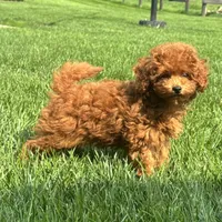 Tank, a male Poodle - Miniature  for sale in Ligonier, IN – 3 of 4