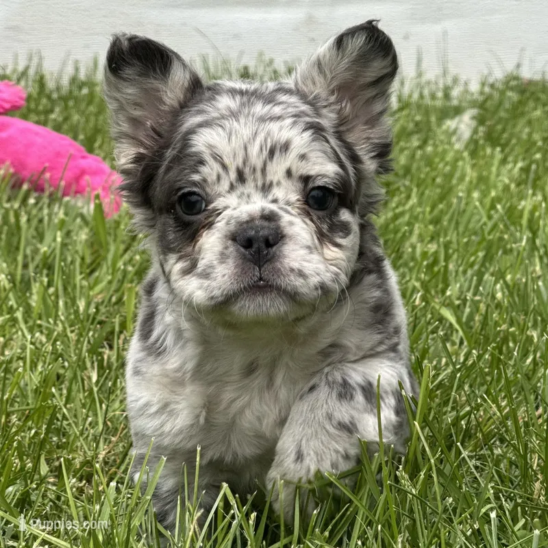 Fenton – French Bulldog puppy for sale in Ligonier, IN