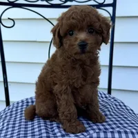 Titus , a male Poodle - Miniature  for sale in Ligonier, IN – 2 of 5