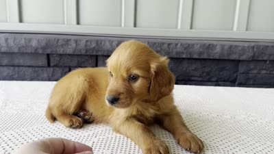 Ryder, a male Irish Doodle for sale in Ligonier, IN – 5 of 5