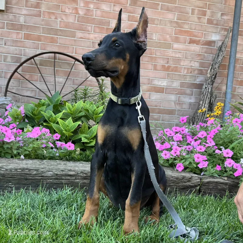 Zorro – Doberman Pinscher puppy for sale in Ligonier, IN