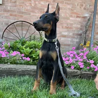 Zorro, a male Doberman Pinscher for sale in Ligonier, IN – 1 of 5