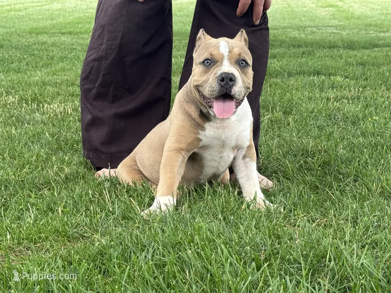 Faye – American Bully puppy for sale in Ligonier, IN