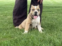 Faye, a female American Bully for sale in Ligonier, IN – 1 of 10