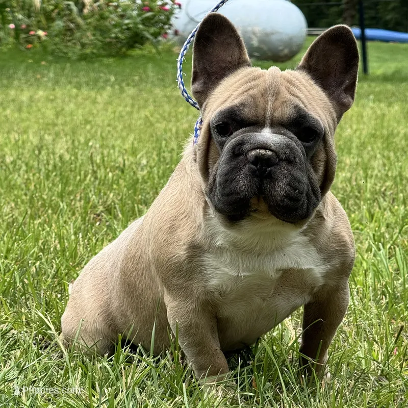 Samson – French Bulldog puppy for sale in Ligonier, IN