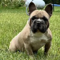 Samson, a male French Bulldog for sale in Ligonier, IN – 1 of 6