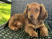 Anson, a male Dachshund for sale in Ligonier, IN – 1 of 5