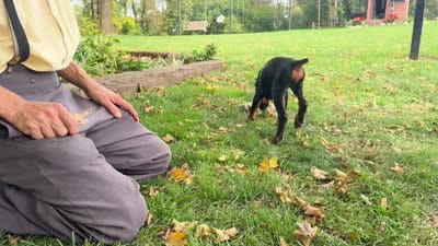 Bianca, a female Doberman Pinscher for sale in Ligonier, IN – 5 of 5