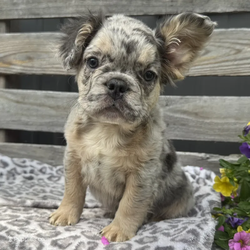 Faron – French Bulldog puppy for sale in Ligonier, IN