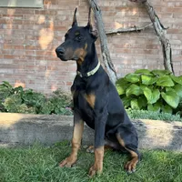 Zorro, a male Doberman Pinscher for sale in Ligonier, IN – 2 of 4