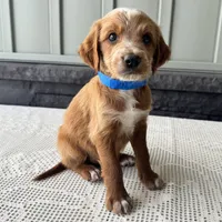 Waldo, a male Irish Doodle for sale in Ligonier, IN – 4 of 5