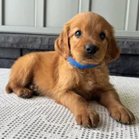 Ryder, a male Irish Doodle for sale in Ligonier, IN – 4 of 5