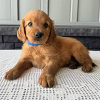 Ryder, a male Irish Doodle for sale in Ligonier, IN – 2 of 5